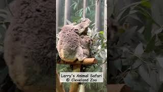 Baby Koala at The Cleveland Zoo shorts babyanimals [upl. by Erinn]