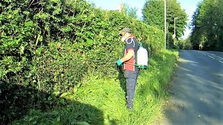 Japanese Knotweed Cutting  Spraying Strong Weed Killer [upl. by Matrona]