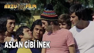 Aslan Gibi Bir İnek  Hababam Sınıfı Sınıfta Kaldı [upl. by Ami]