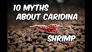 10 Myths About Keeping and Breeding Caridina Shrimp That Will Surprise You [upl. by Hayashi]