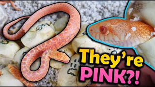 Baby Albino Bullsnakes Hatching [upl. by Akenal803]