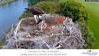 Moorings Park Osprey 11042024 0759 [upl. by Hsivat]