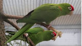 Aratinga skvrnitý Psittacara wagleri  Scarletfronted Parakeet Psittacara wagleri [upl. by Weinhardt]