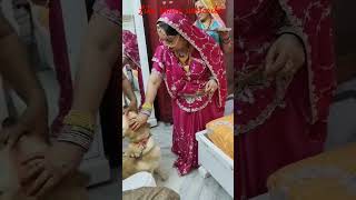 Leo getting ready for marriage dog leo leomaster viralvideo shorts srk [upl. by Renita]