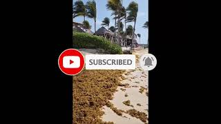 2024 Sargassum Monitoring® Official  Mexico  Akumal bay [upl. by Naples]