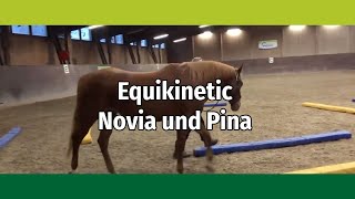 Equikinetic mit einem jungen Pferd vorgeführt von Novia kommentiert von Andrea Eschbach [upl. by Kilby22]