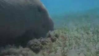 4 The Dugongs of Abu Dhabi [upl. by Ykcub]