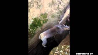 Koala falls whilst being rescued from Australian mineshaft [upl. by Salmon]