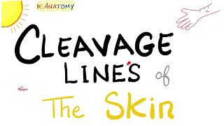 Cleavage Lines of the Skin  Surgical Signifncance  Anatomy Basics [upl. by Candi]