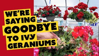 We’re saying GOODBYE to ivy geraniums  and HELLO to some new varieties [upl. by Drucy]