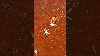 I Saved 4 Baby Spiders 🕸️🕷️ spider ytshorts pets animals insects fish [upl. by Ennovahc460]