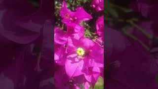 Bougainvillea spectabilis originaria Brasil y Peru flores flor bougainvillea méxico ahjaima [upl. by Berriman973]