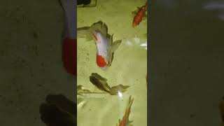 Fi fish guppy aquarium fishing tamil trend [upl. by Saloma]