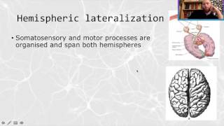 Biopsychology Lesson 5 Brain localisation and lateralisation [upl. by Linc205]