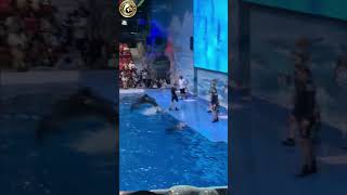 Hilarious Dolphin Playtime [upl. by Bayer340]