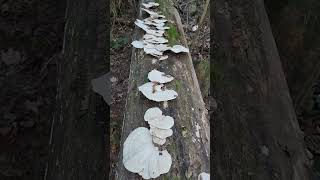 Trametes elegans quotwhite turkey tailquot A tropical shelf fungi in southern Illinois [upl. by Silohcin]