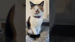 Hi Hazel Dancing Turkeys cat laugh cute catvideos funny dadjokes [upl. by Edelstein]