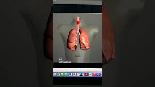 Abnormal Lung Sounds  Wheezing  Stridor  Rhonchi  Diminished Lung sounds  Within 2 minutes [upl. by Otanod46]