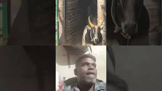 Jallikattu Tamilan subscribe like AM vlogs [upl. by Ettedranreb]