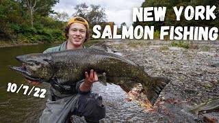 Salmon Fishing NY 2022 SMALL CREEK [upl. by Japeth]