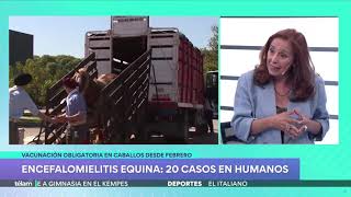 Vacunación obligatoria contra la encefalomielitis equina [upl. by Telfer602]