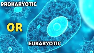 Is Amoeba Prokaryotic OR Eukaryotic Cell [upl. by Tivad473]