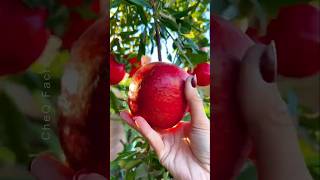 How to Grow Pomegranate Tree at Home plants shorts farming [upl. by Heddy]