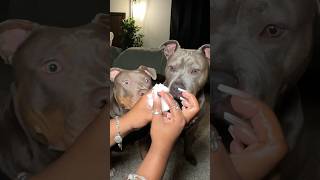 Dog Grooming ASMR 🐾🧼 bath doggrooming puppy dogbath asmr viral satisfying shorts pitbull [upl. by Llehsem760]