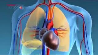 Les Systemes Veineux et Artériel [upl. by Ennylhsa]