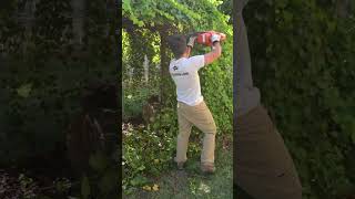 Quick and Easy way to Trim Grape Vines 😅 [upl. by Onitnerolf438]