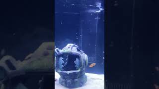 Clown Fish Coral Beauty and Lawnmower Blenny first feeding in 300 gallon saltwater tank [upl. by Atiuqehs]