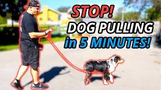 STOP LEASH PULLING IN 5 MINUTES PRO DOG TRAINING TIPS [upl. by Bloom561]