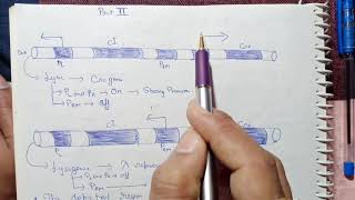 lytic and lysogenic cycle bacteriophage lamda CSIR NET Life science 2024 [upl. by Zaraf]