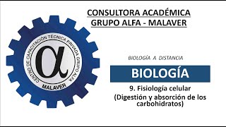 9 Fisiología celular Digestión y absorción de los carbohidratos [upl. by Yelsnik]