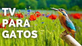 🐦 Pajaros para Gatos Comiendo  Con Sonido  Televisión para Gatos [upl. by Edris237]