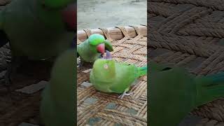 Main tota main tota meethu parrot beautifulparrot parrotshop superbparrot parrotentertainment [upl. by Cookie]