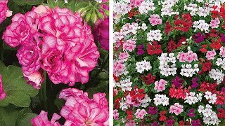 How to Plant Trailing Geraniums Hanging Basket Guide [upl. by Aramac288]