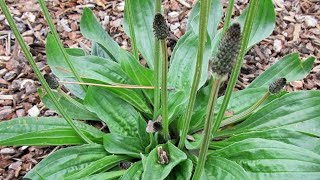 DIFFERENZA TRA PIANTAGGINE Plantago lanceolata E SILENE Silene latifolia o Silene alba [upl. by Danby382]