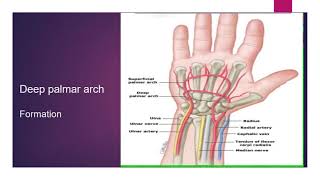 Arteries and Veins of hand [upl. by Barhos]