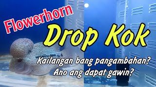 Ano Ang Gagawin Kapag Nag Drop Kok Ang Flowerhorn Fish [upl. by Pelagias]