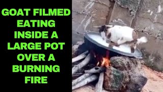 Goat Filmed Eating Inside a Large Pot Over a Burning Fire [upl. by Ynalem25]