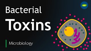 Bacterial Toxin  Exotoxin  Endotoxin  Microbiology  Basic Science Series [upl. by Gilmour532]