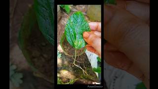 Propagate hibiscus from leafgarden [upl. by Klapp]