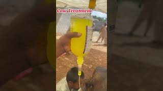 Cow Treatment youtube viralvideo viralreels viralshorts [upl. by Kcira]