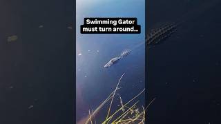 Swimming Gator must turn around alligator wildlife shorts [upl. by Einhoj508]