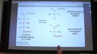 21 Kevin Aherns Biochemistry  Glycolysis I [upl. by Ocinom570]