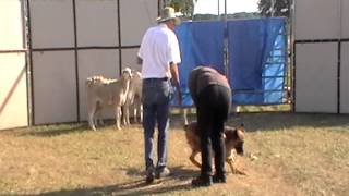 Herding Instinct Test German Shepherd American International Herding Assoc [upl. by Ymeon44]