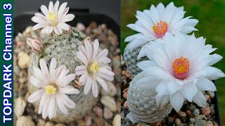 15 Variedades de Mammillaria mas fascinantes [upl. by Touber22]