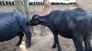 Ya Kiya hu Rah Ha  New Black Murrah Buffalo Video  Mujahid Dairy Farm [upl. by Niela136]