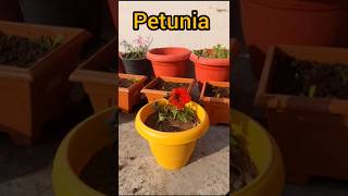 Easy way to transplant winter petunia flower plant flower terrace petunia calendula trending [upl. by Enelym]